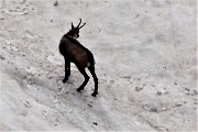 69  Camosci si rinfrescano e giocano sulla neve (maxi zoom)